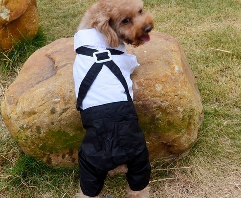 Customized White Black Boy Dog Pet Wedding Party Dress Jackets OEM / ODM