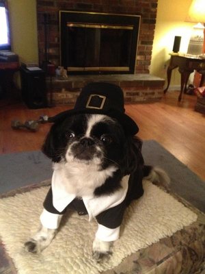 Pilgrim Boy black shirt tuxedo / Doggie Tuxedo Costume for Thanksgiving holiday