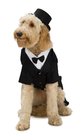Small Dapper Dog Tuxedo Costume Rubies Pet Costumes Formal Wear