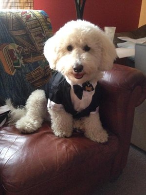 Black puppy tuxedos / XXS XS Doggie Tuxedo Costume party outfits for boy