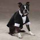 Black puppy tuxedos / XXS XS Doggie Tuxedo Costume party outfits for boy