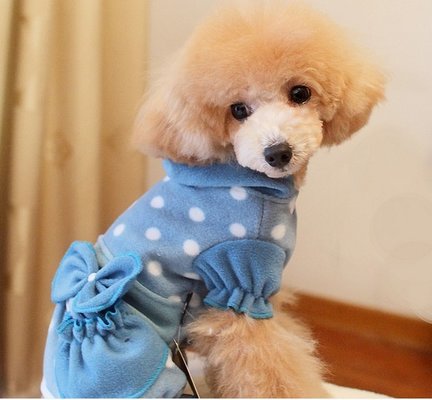 Cute Girl Blue Cotton Polka Dot Casual Winter Clothes For Small Dogs , PET Accessories