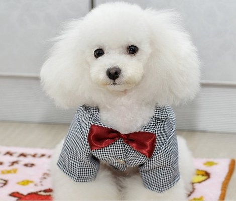 Customized Decent Pet Wedding Suit , Dog Formal Wear with Red Bow Tie for Spring