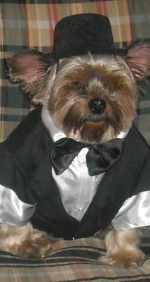 Wedding Groom Tuxedo Puppy / Small Dog Formal Wear pets clothing For Male