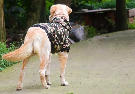 Golden retriever huskies samoyeds dog clothes autumn winter large breed dog pet clothes