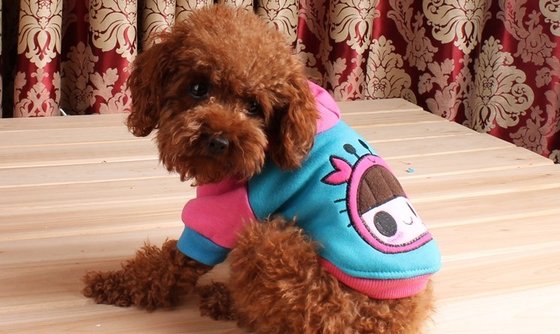 Personalized Custom XXS , XS Astrology Pet dog clothes hoodies for poodle