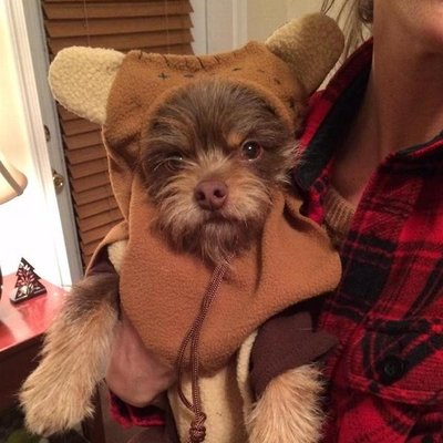 Pet Ewok Dog Costume / Custom Dog Hoodies 100% Polyester , X-Large