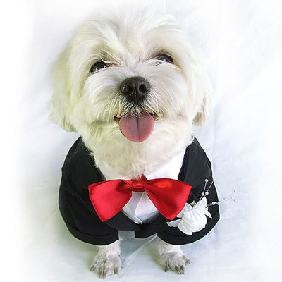 100% cotton Doggie Tuxedo Costume / tuxedo shirt for dogs