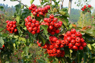 dried hawthorn berry extract fruit leaf extract with flavone 5%-80% hawthorn leaf extract