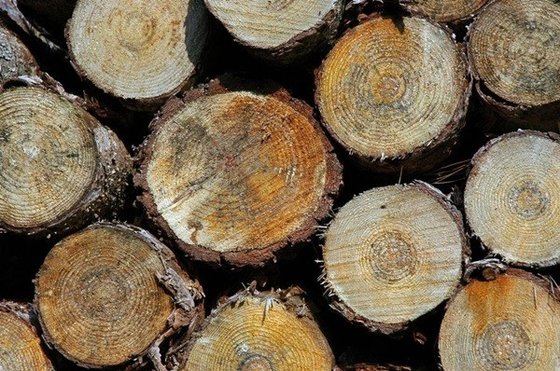 China Nigeria Koso wood supplier supplier