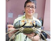 Malaysia crab culture box. Breeding container & box, combination of crab sing